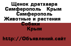 Щенок дратхаара Симферополь - Крым, Симферополь Животные и растения » Собаки   . Крым